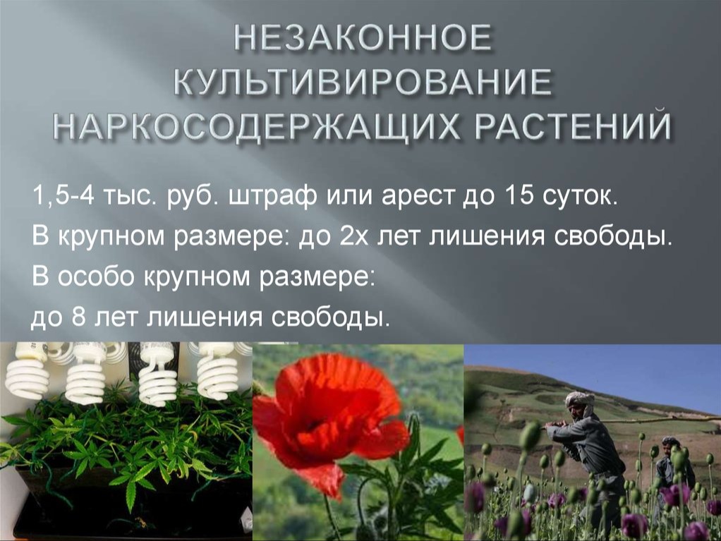 Фото из открытых интернет-источников.