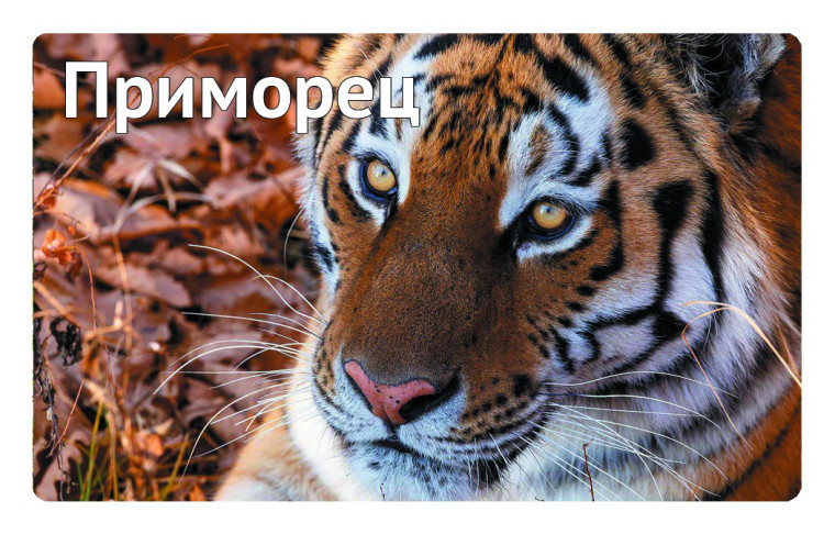 Новые магазины «подключились» к карте «Приморец». Новые магазины «подключились» к карте «Приморец».